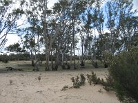 Cactus Tk, Red Gums campsite 2