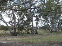 Cactus Tk, Red Gums campsite 3