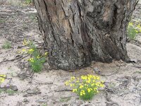 Cactus Tk, Red Gums campsite, 4