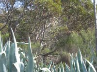Cactus Bore