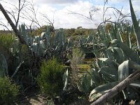 cactus bore, agave 3