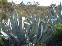 cactus bore, agave
