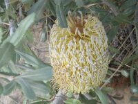 cactus bore,Banksia ornata-desertBanksia 2