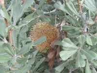 cactus bore,Banksia ornata-desertBanksia