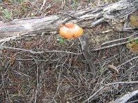 Centre Tk, Orchid walk, fungus