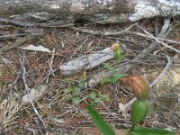 Centre Tk, Orchid walk, unknown species 13