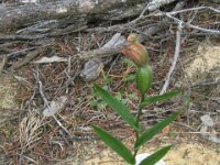 Centre Tk, Orchid walk, unknown species 13a