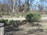 Hattah-Kulkyne NP,River road,carpet straw flowers