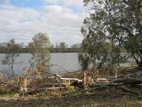 Lindsay Is.NP,billabong, Lindsay Riv. near Berribee HS
