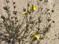 Milmed Tk ,Big Dune , Hibbertia species
