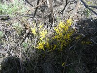Milmed Tk ,Big Dune Acacia species 2