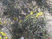 Milmed Tk ,Big Dune Acacia species