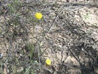 Milmed Tk ,Big Dune Billy buttons, craspedia species
