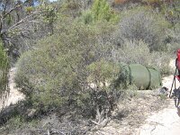 Milmed Tk ,Big Dune Hakea mitchelli 2