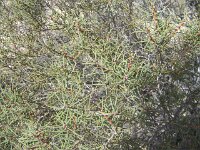 Milmed Tk ,Big Dune Hakea mitchellii
