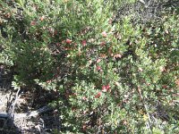 Milmed Tk ,Big Dune cranberry heath,