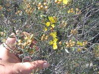 Milmed Tk ,Big Dune, species unknown 2