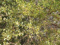 Milmed Tk ,Big Dune,Acacia species 3