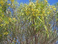 Milmed Tk ,Big Dune,Acacia species x