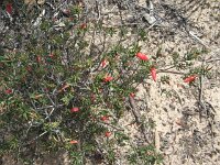 Milmed Tk ,Big Dune,Flame heath,  Astroloma conostephioides