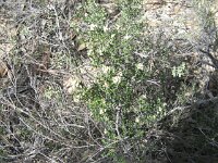 Milmed Tk ,Big Dune,unknown 4