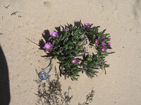 Milmed Tk Carpobrotus possibly modestus pigface