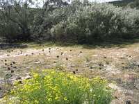 Milmed Tk Hermes Garden saltbush and ti-tree