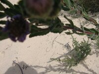 Milmed Tk Olearia rudis leaves