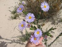 Milmed Tk Olearia rudis