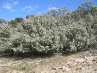 Milmed Tk saltbush