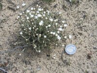 Milmed Tk straw flower