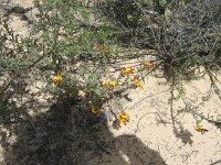 Milmed Tk, Big Dune, unknown species 3