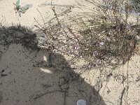 Way to Milmed Tk Baeckea crassifolia mauve