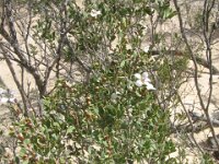 Way to Milmed Tk leptospermum coriaceum