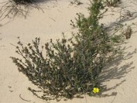 Way to Milmed Tk possible Hibbertia