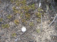 Way to Milmed Tk small sundews drosera species