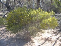Mopoke hut Tk  wattlespecies 2
