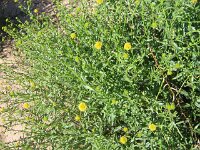 Mopoke hut Tk , straw flower
