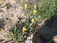 Mopoke hut Tk , strawflower 3