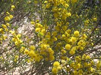 Mopoke hut Tk , wattle species