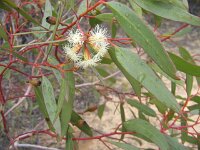 Nanams Well Tk, Eucalypus species