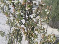 Pertendi campsite heath species