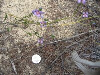 Pertendi campsite, unknown species 12