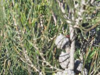 Pertendi campsite,Desert sheoak, female