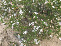 Scorpian Springs Tk, unknown secies 15