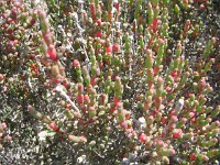 Pink Lakes , succulent, unknown species 19