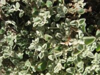 Pink Lakes, saltbush