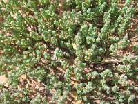 Pink Lakes, succulent, unknown species 18