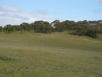 Wyperfeld NP grasslands