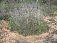 Wyperfeld NP spinifex
